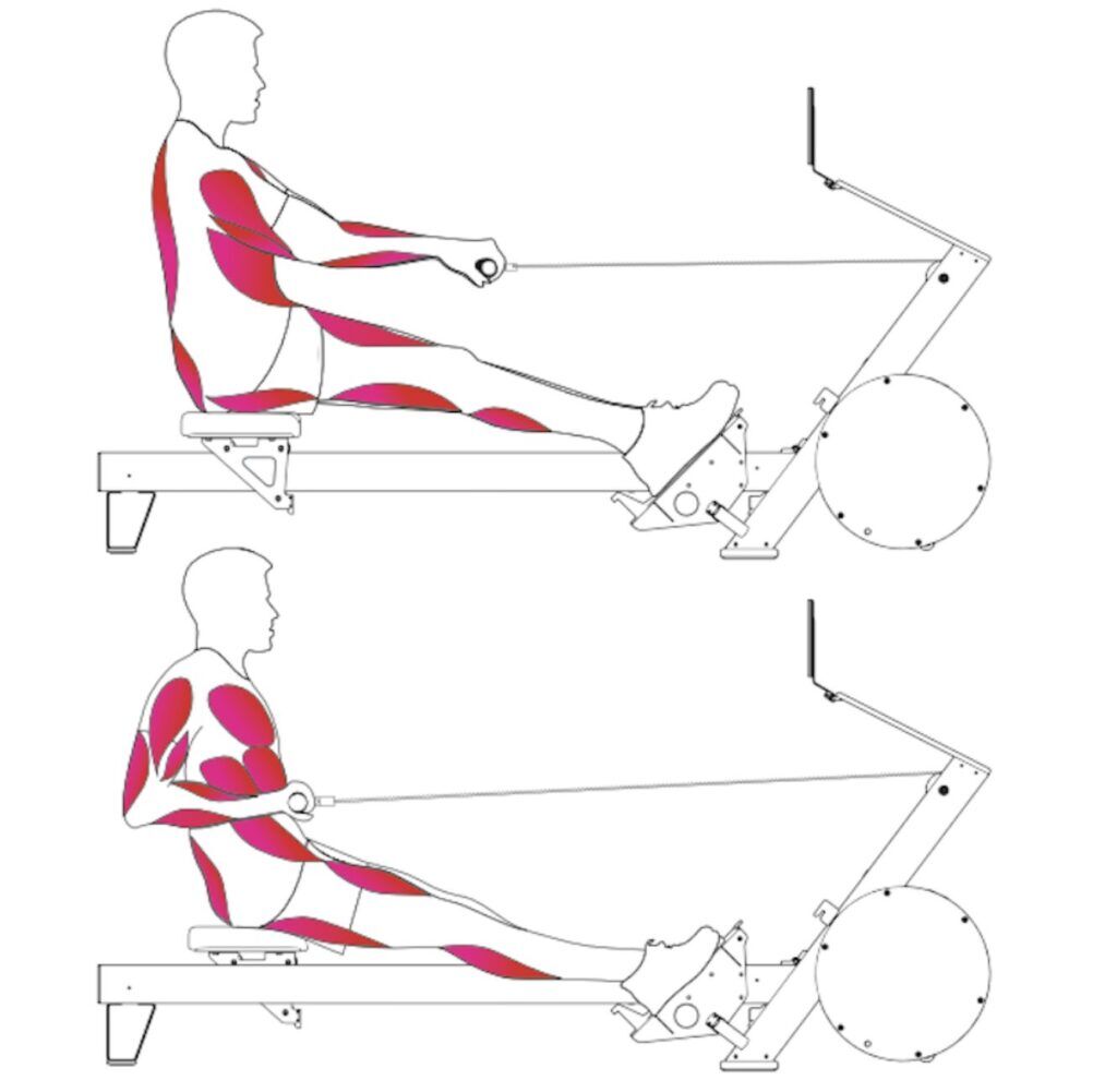 Ruderergometer Muskelgruppen – Das ultimative Ganzkörpertraining 2 Eine schematische Darstellung des Rudertrainings auf einem Ergometer mit hervorgehobenen Muskelgruppen. Die Illustration zeigt zwei Phasen der Ruderbewegung mit aktivierten Muskelbereichen in Rot.