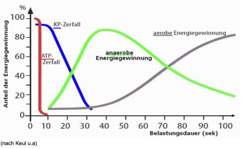Was bringen 20 Minuten Rudern? Ein umfassender Blick auf die positiven Effekte 1 Grafik zur Energiegewinnung in Abhängigkeit von der Belastungsdauer, mit ATP-Zerfall, KP-Zerfall, anaerober und aerober Energiegewinnung.